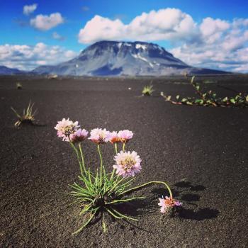 Environment & Sustainability - Midwinter