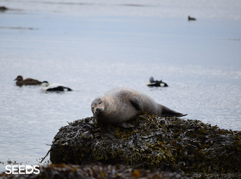 SEEDS 015. Environment & Photography - Easter in Reykjavík